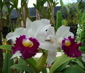 nong-nuch-orhidea-foto-1