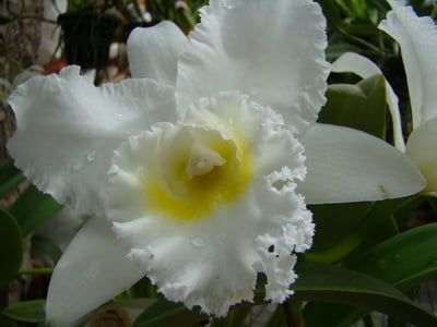 nong-nuch-orhidea-foto-2