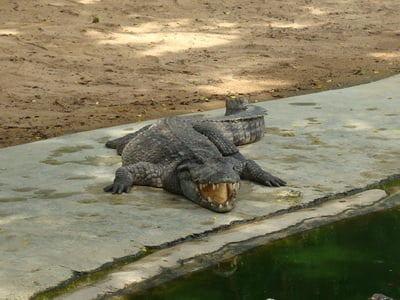 tailand-krokodilovaja-ferma-foto