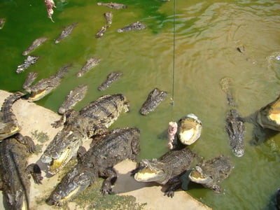 thailand-krokodilovaja-ferma-foto